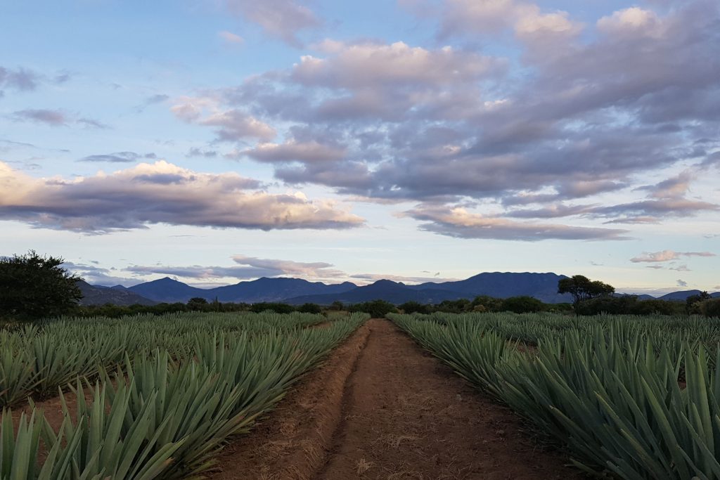 Campo de agave en México, origen del mezcal Guardián del Tesoro